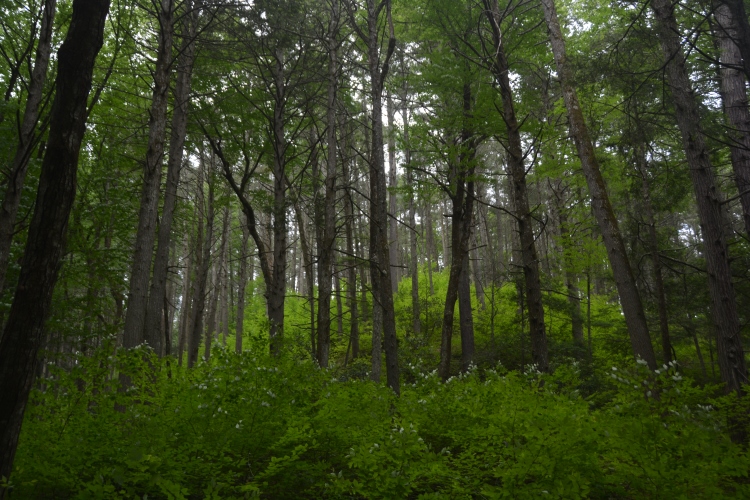 wooded forest